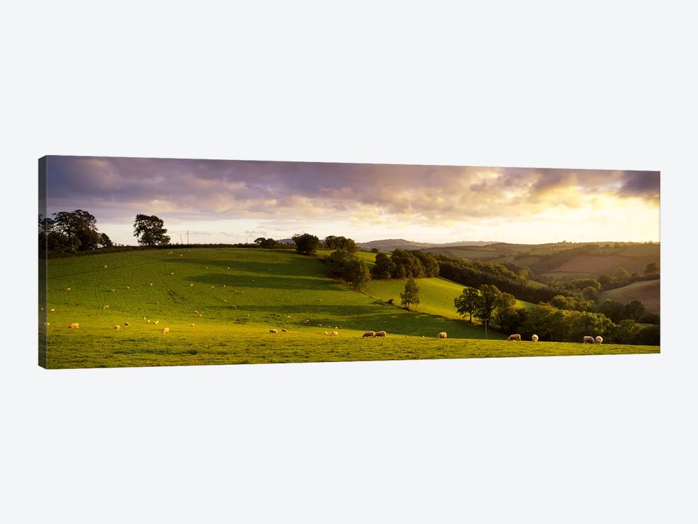High angle view of sheep grazing in a fieldBickleigh, Mid Devon, Devon, England by Panoramic Images 1-piece Canvas Print