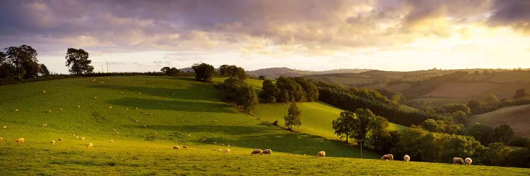 High angle view of sheep grazing in a fieldBickleigh, Mid Devon, Devon, England