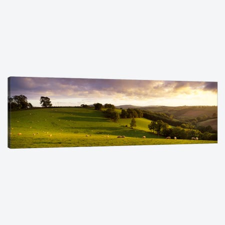High angle view of sheep grazing in a fieldBickleigh, Mid Devon, Devon, England Canvas Print #PIM6663} by Panoramic Images Canvas Wall Art