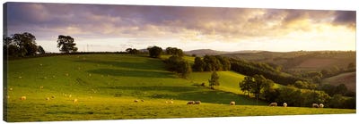 High angle view of sheep grazing in a fieldBickleigh, Mid Devon, Devon, England Canvas Art Print - Hill & Hillside Art