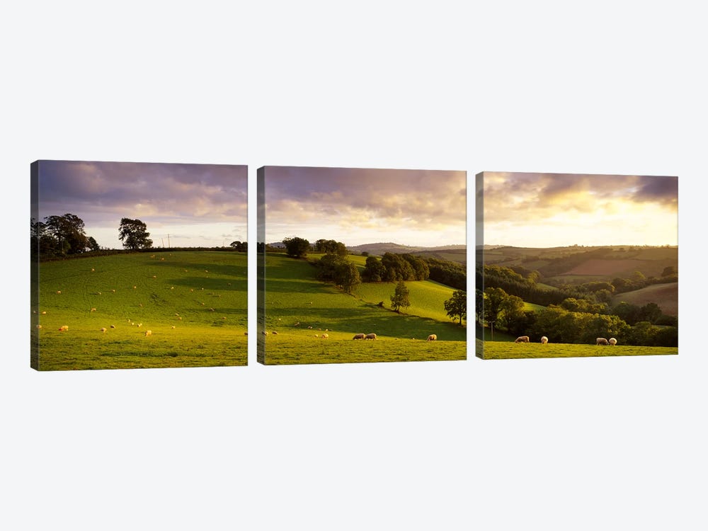 High angle view of sheep grazing in a fieldBickleigh, Mid Devon, Devon, England by Panoramic Images 3-piece Canvas Print