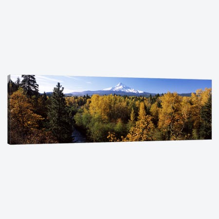 Cottonwood trees in a forest, Mt Hood, Hood River, Mt. Hood National Forest, Oregon, USA Canvas Print #PIM6668} by Panoramic Images Canvas Wall Art