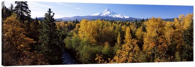 Cottonwood trees in a forest, Mt Hood, Hood River, Mt. Hood National Forest, Oregon, USA Canvas Art Print - Wilderness Art