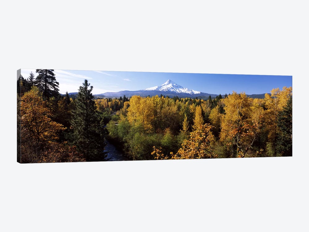 Cottonwood trees in a forest, Mt Hood, Hood River, Mt. Hood National Forest, Oregon, USA 1-piece Canvas Wall Art