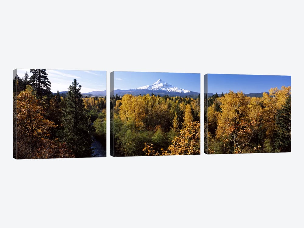 Cottonwood trees in a forest, Mt Hood, Hood River, Mt. Hood National Forest, Oregon, USA by Panoramic Images 3-piece Canvas Wall Art