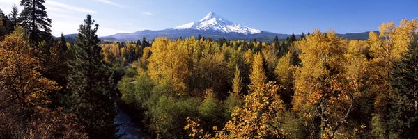 Oregon: Cottonwood trees in a forest, Mt Hood, Hood River, Mt. Hood National Forest, Oregon, USA by Panoramic Images