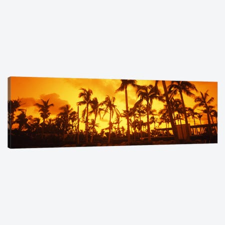 Palm trees on the beach, The Setai Hotel, South Beach, Miami Beach, Florida, USA Canvas Print #PIM6680} by Panoramic Images Canvas Art