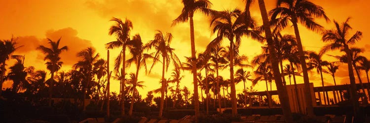 Palm trees on the beach, The Setai Hotel, South Beach, Miami Beach, Florida, USA