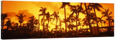 Palm trees on the beach, The Setai Hotel, South Beach, Miami Beach, Florida, USA Canvas Art Print - Miami Beach
