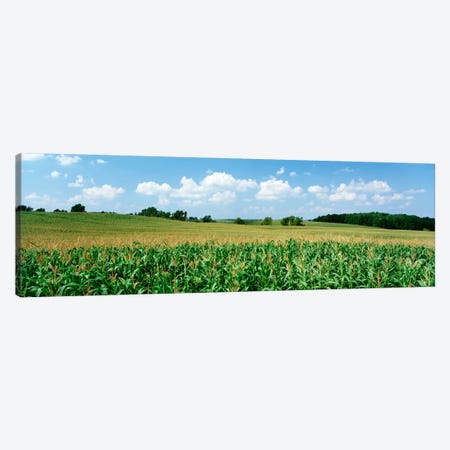Corn Crop In A Field, Wyoming County, New York, USA Canvas Print #PIM66} by Panoramic Images Art Print