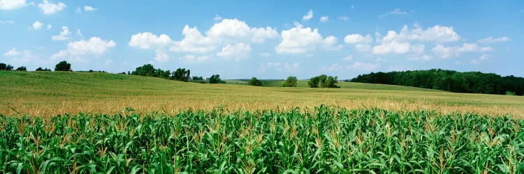 Corn Crop In A Field, Wyoming County, New York, USA