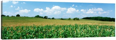 Corn Crop In A Field, Wyoming County, New York, USA Canvas Art Print - Corn Art