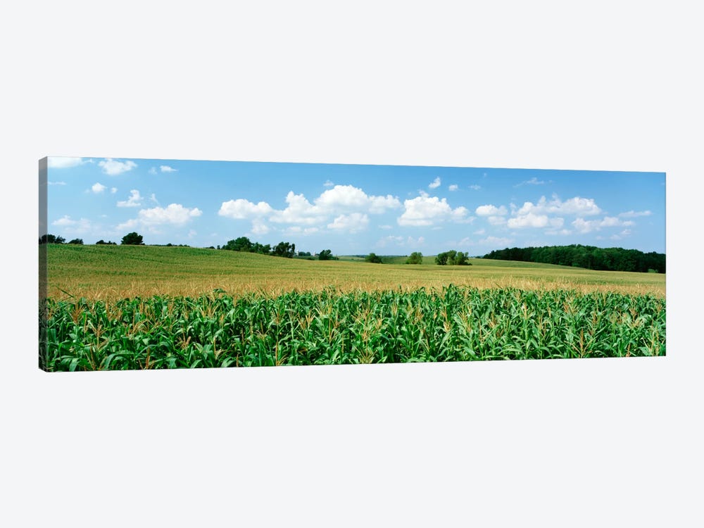 Corn Crop In A Field, Wyoming County, New York, USA by Panoramic Images 1-piece Canvas Wall Art