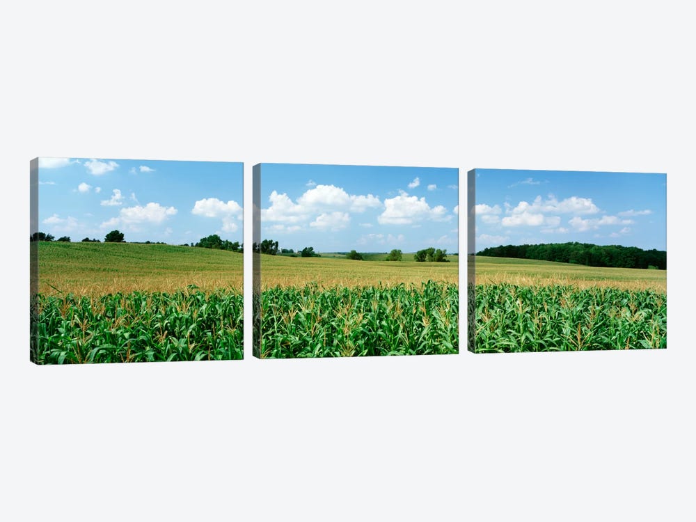Corn Crop In A Field, Wyoming County, New York, USA by Panoramic Images 3-piece Canvas Wall Art