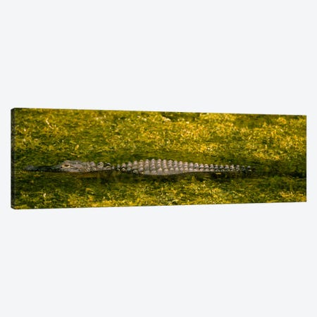 Alligator flowing in a canalBig Cypress Swamp National Preserve, Tamiami, Ochopee, Florida, USA Canvas Print #PIM670} by Panoramic Images Canvas Print