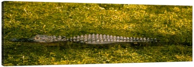 Alligator flowing in a canalBig Cypress Swamp National Preserve, Tamiami, Ochopee, Florida, USA Canvas Art Print - Marsh & Swamp Art