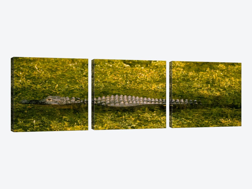 Alligator flowing in a canalBig Cypress Swamp National Preserve, Tamiami, Ochopee, Florida, USA by Panoramic Images 3-piece Canvas Print