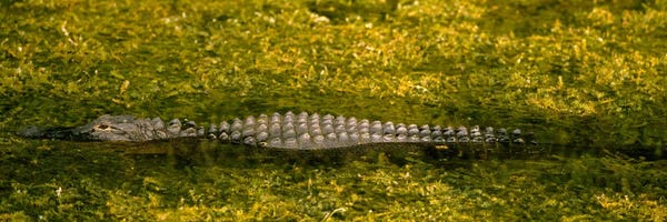 Alligators & Crocodiles: Alligator flowing in a canalBig Cypress Swamp National Preserve, Tamiami, Ochopee, Florida, USA by Panoramic Images