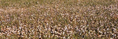 High angle view of a cotton fieldFresno, San Joaquin Valley, California, USA by Panoramic Images canvas print