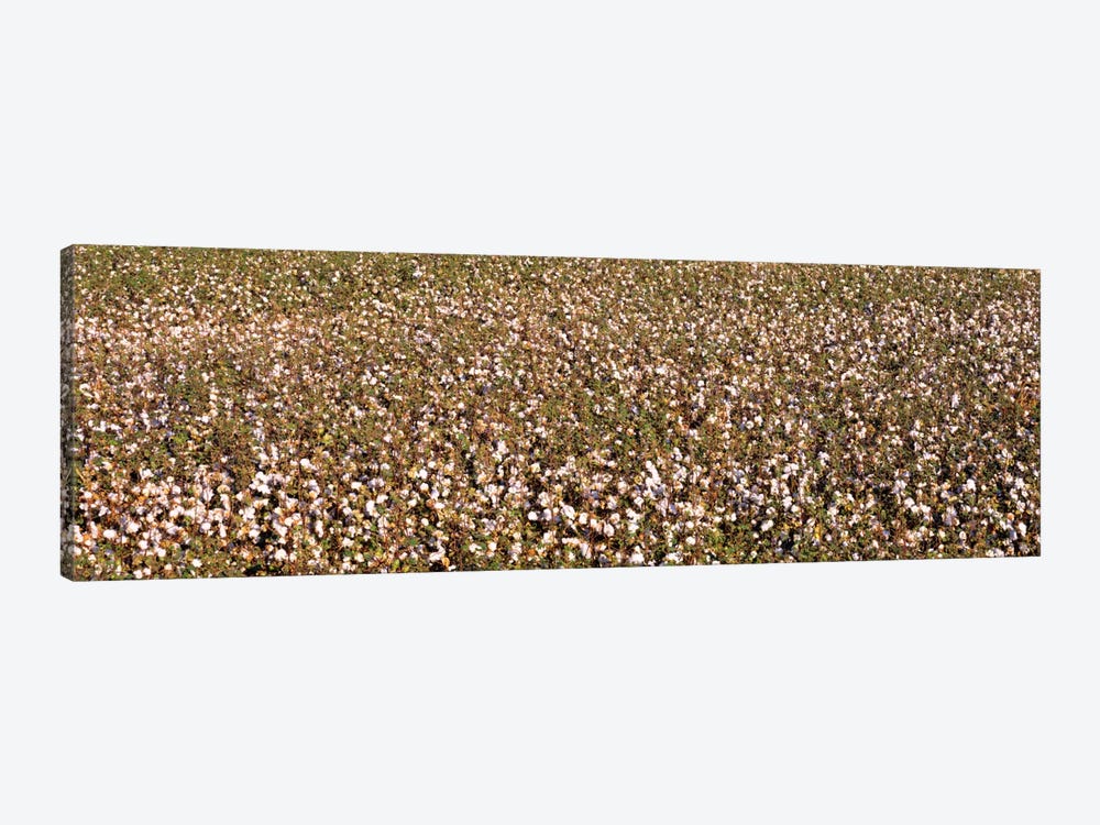 High angle view of a cotton fieldFresno, San Joaquin Valley, California, USA by Panoramic Images 1-piece Canvas Art Print