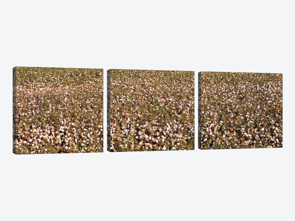 High angle view of a cotton fieldFresno, San Joaquin Valley, California, USA by Panoramic Images 3-piece Canvas Art Print