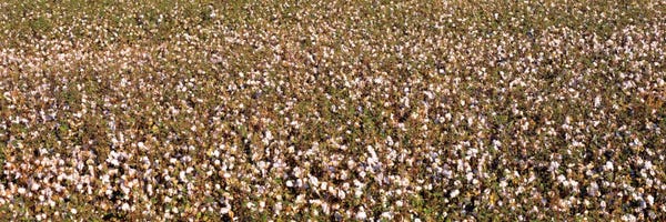 High angle view of a cotton fieldFresno, San Joaquin Valley, California, USA