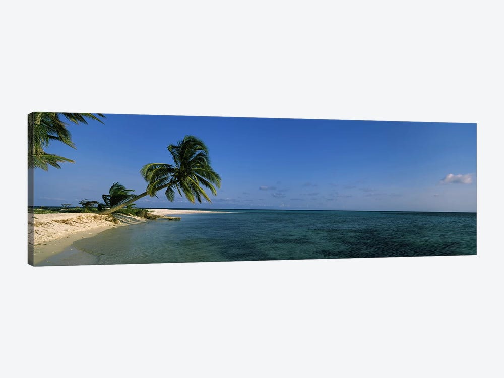 A Leaning Palm Tree, Laughing Bird Caye, Stann Creek District, Belize by Panoramic Images 1-piece Canvas Print