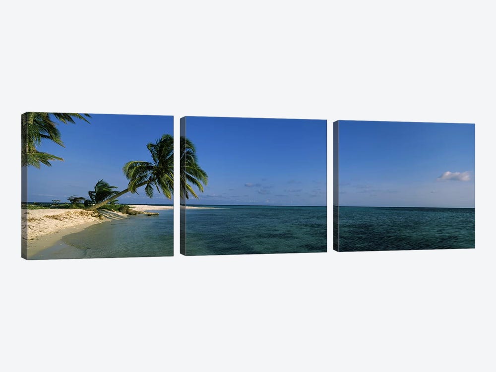 A Leaning Palm Tree, Laughing Bird Caye, Stann Creek District, Belize by Panoramic Images 3-piece Canvas Print