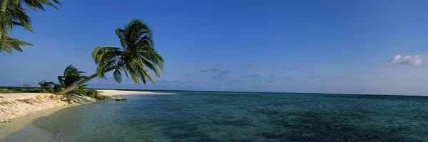 Central America: A Leaning Palm Tree, Laughing Bird Caye, Stann Creek District, Belize by Panoramic Images