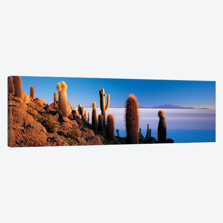 Cactus on a hillSalar De Uyuni, Potosi, Bolivia Canvas Print #PIM6777} by Panoramic Images Canvas Print