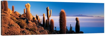 Cactus on a hillSalar De Uyuni, Potosi, Bolivia Canvas Art Print - Hill & Hillside Art
