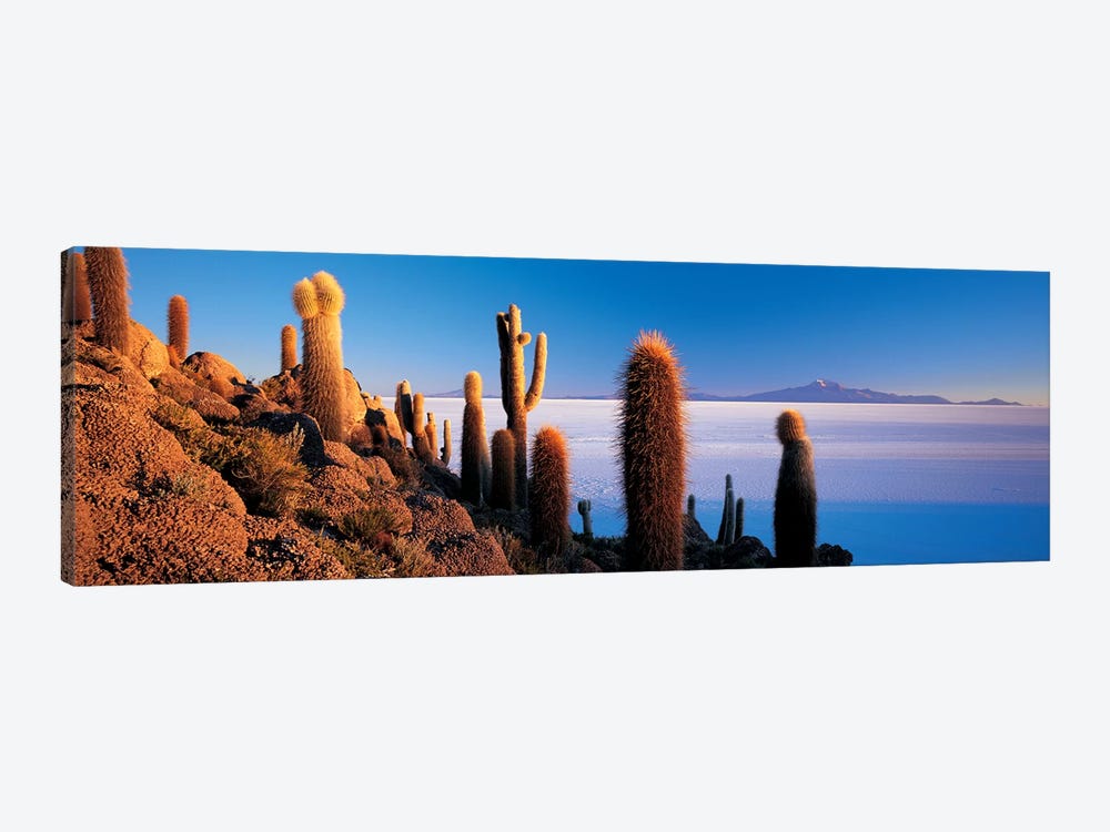Cactus on a hillSalar De Uyuni, Potosi, Bolivia by Panoramic Images 1-piece Art Print