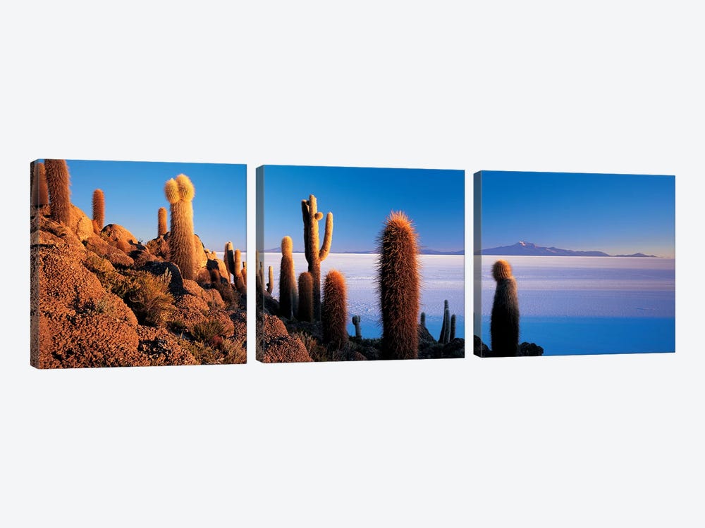 Cactus on a hillSalar De Uyuni, Potosi, Bolivia by Panoramic Images 3-piece Canvas Art Print