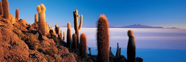 Photography: Cactus on a hillSalar De Uyuni, Potosi, Bolivia by Panoramic Images