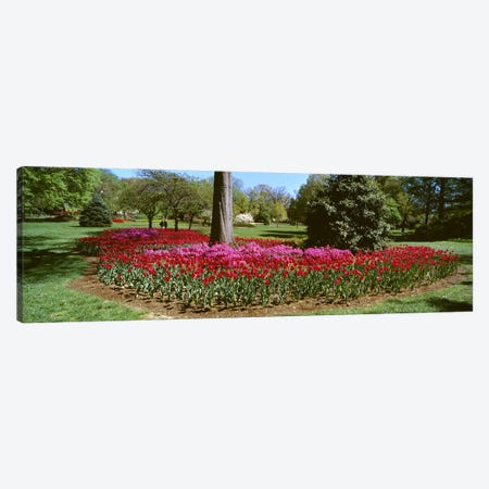Azalea and Tulip Flowers in a park, Sherwood Gardens, Baltimore, Maryland, USA Canvas Print #PIM6800} by Panoramic Images Canvas Wall Art