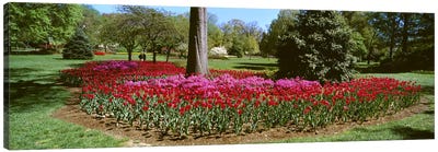 Azalea and Tulip Flowers in a park, Sherwood Gardens, Baltimore, Maryland, USA Canvas Art Print - Tulip Art