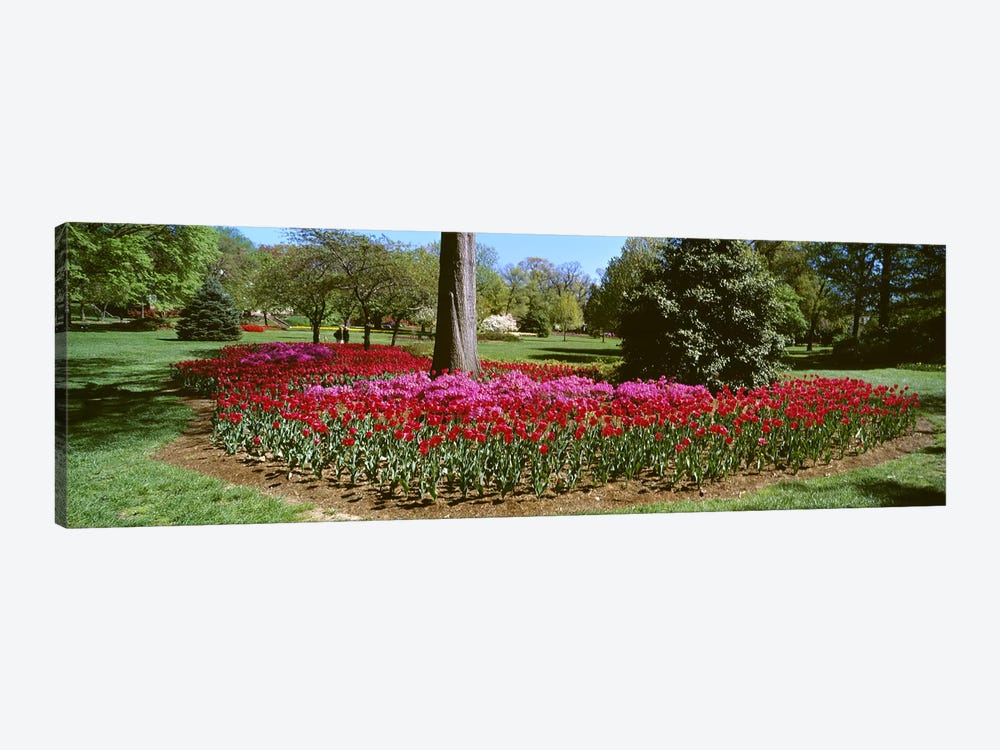 Azalea and Tulip Flowers in a park, Sherwood Gardens, Baltimore, Maryland, USA by Panoramic Images 1-piece Canvas Print