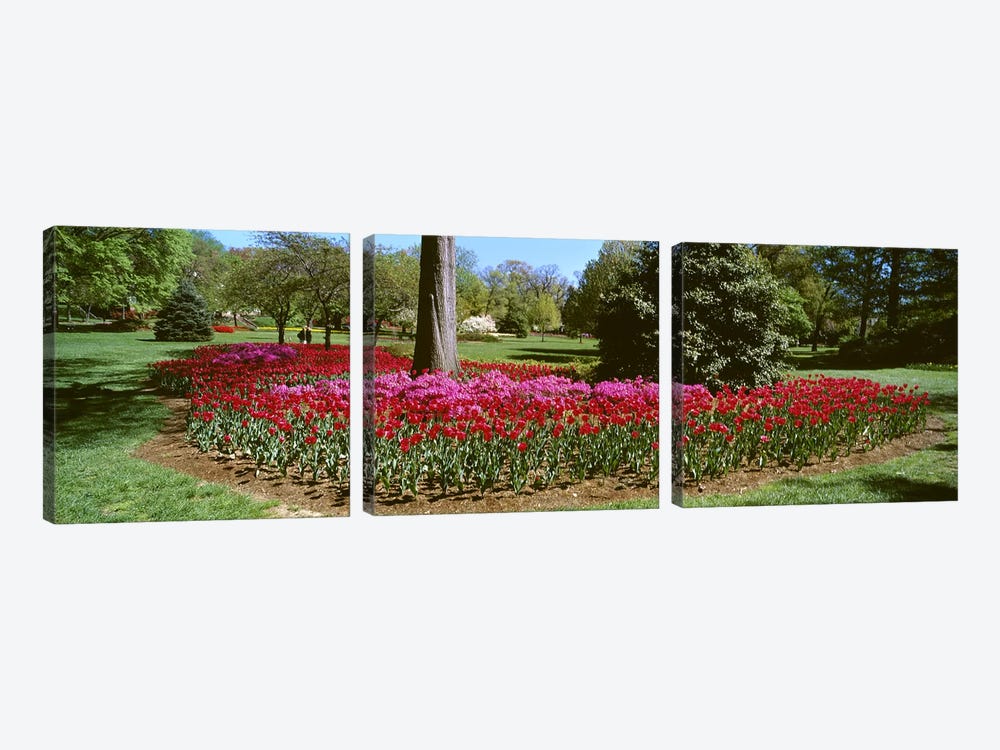 Azalea and Tulip Flowers in a park, Sherwood Gardens, Baltimore, Maryland, USA by Panoramic Images 3-piece Art Print