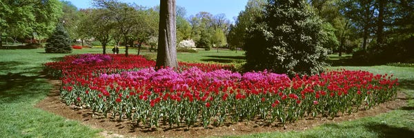 Azalea and Tulip Flowers in a park, Sherwood Gardens, Baltimore, Maryland, USA