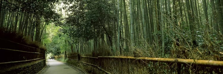 Road passing through a bamboo forest, Arashiyama, Kyoto Prefecture, Kinki Region, Honshu, Japan