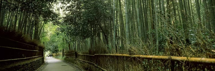 Road passing through a bamboo forest, Arashiyama, Kyoto Prefecture, Kinki Region, Honshu, Japan by Panoramic Images wall art
