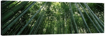 Low angle view of bamboo trees, Arashiyama, Kyoto Prefecture, Kinki Region, Honshu, Japan Canvas Art Print - Asian Décor