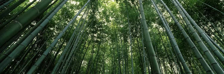 Low angle view of bamboo trees, Arashiyama, Kyoto Prefecture, Kinki Region, Honshu, Japan