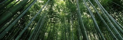 Arashiyama Bamboo Forest