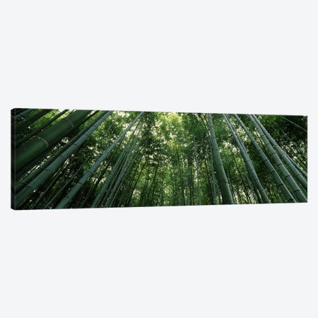 Low angle view of bamboo trees, Arashiyama, Kyoto Prefecture, Kinki Region, Honshu, Japan Canvas Print #PIM6813} by Panoramic Images Canvas Art Print
