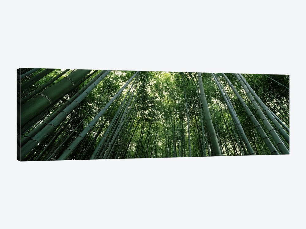 Low angle view of bamboo trees, Arashiyama, Kyoto Prefecture, Kinki Region, Honshu, Japan by Panoramic Images 1-piece Canvas Art Print