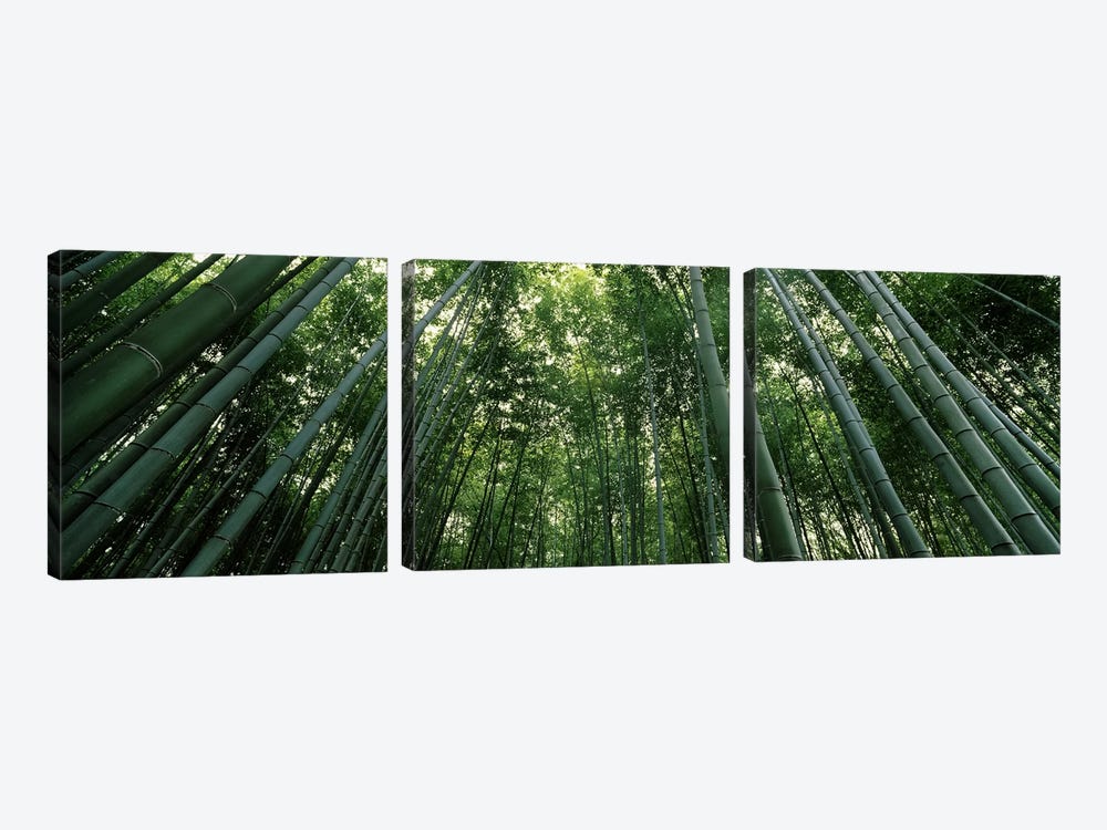Low angle view of bamboo trees, Arashiyama, Kyoto Prefecture, Kinki Region, Honshu, Japan by Panoramic Images 3-piece Canvas Art Print