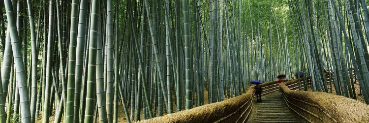 Stepped walkway passing through a bamboo forest, Arashiyama, Kyoto Prefecture, Kinki Region, Honshu, Japan