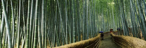 Bamboo: Stepped walkway passing through a bamboo forest, Arashiyama, Kyoto Prefecture, Kinki Region, Honshu, Japan by Panoramic Images