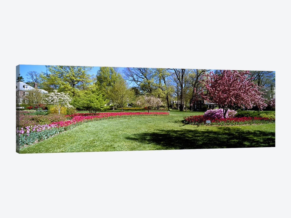 Tulips and cherry trees in a garden, Sherwood Gardens, Baltimore, Maryland, USA by Panoramic Images 1-piece Canvas Art